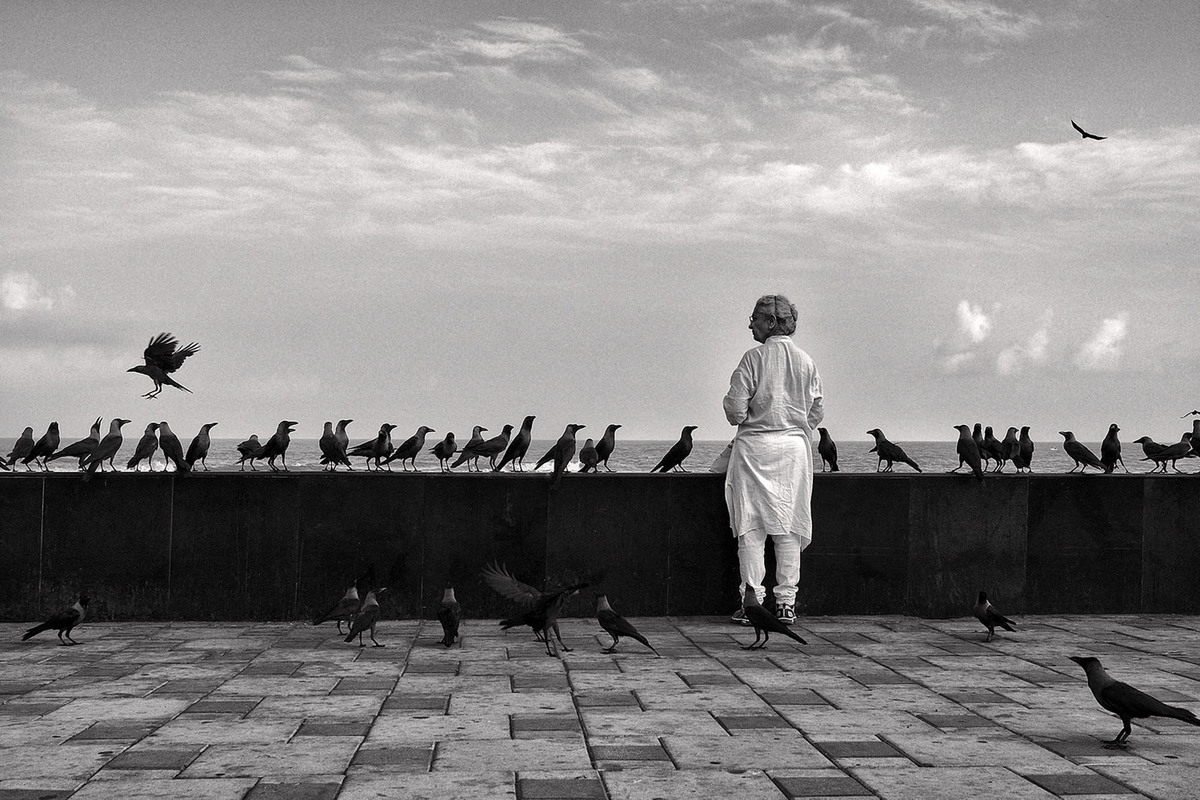Crows play a significant role in Hindu mythology. There is a belief that our ancestors arrive on earth in the form of a crow. Feeding food to crows is considered as being delivered to our dead ancestors. Crows are only birds that act as a messenger to Pitra Loka.